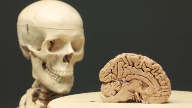 علم الصواتة، منصة بالعربية