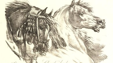 حداء الخيل، منصة بالعربية